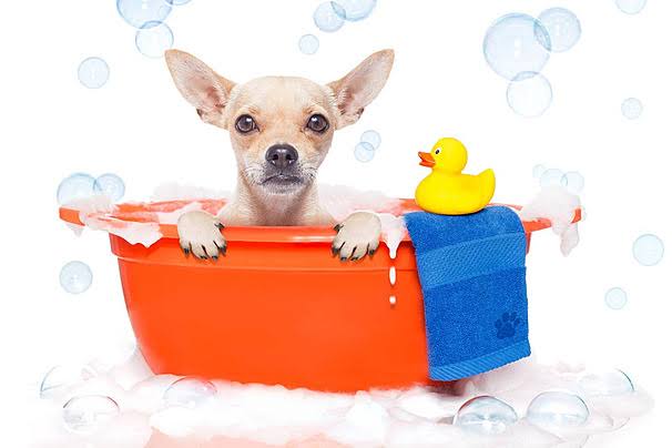 Why Dogs Zoom After Baths