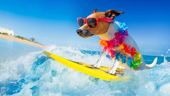 Pets at the Beach
