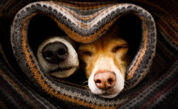 Cozy dogs