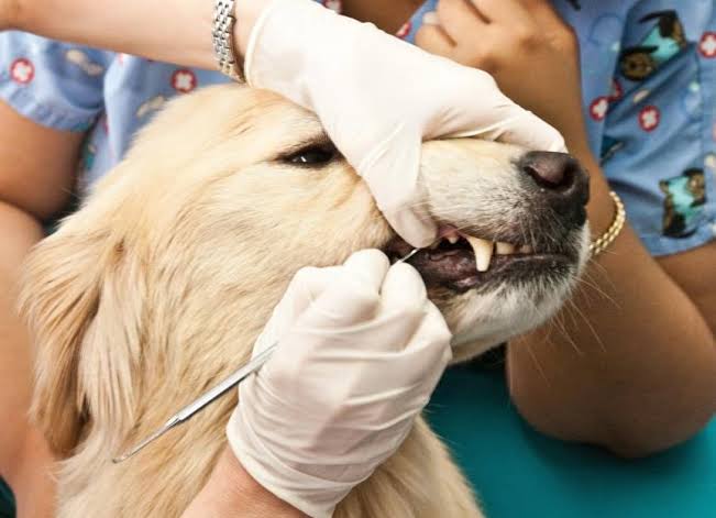 Dental Health for Dogs & Cats