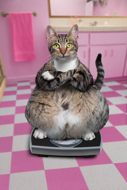 Pet Weight Loss