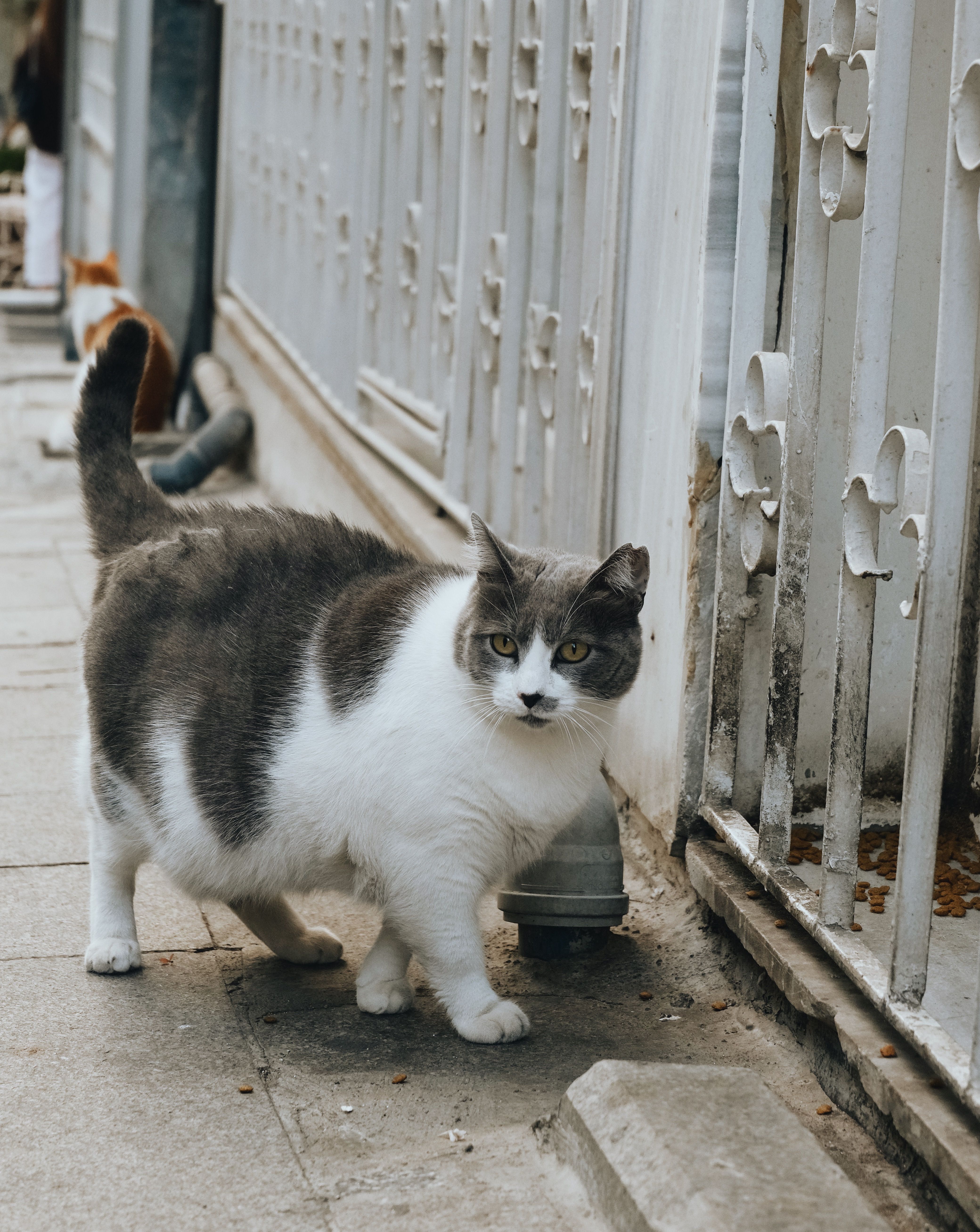 Healthy pet