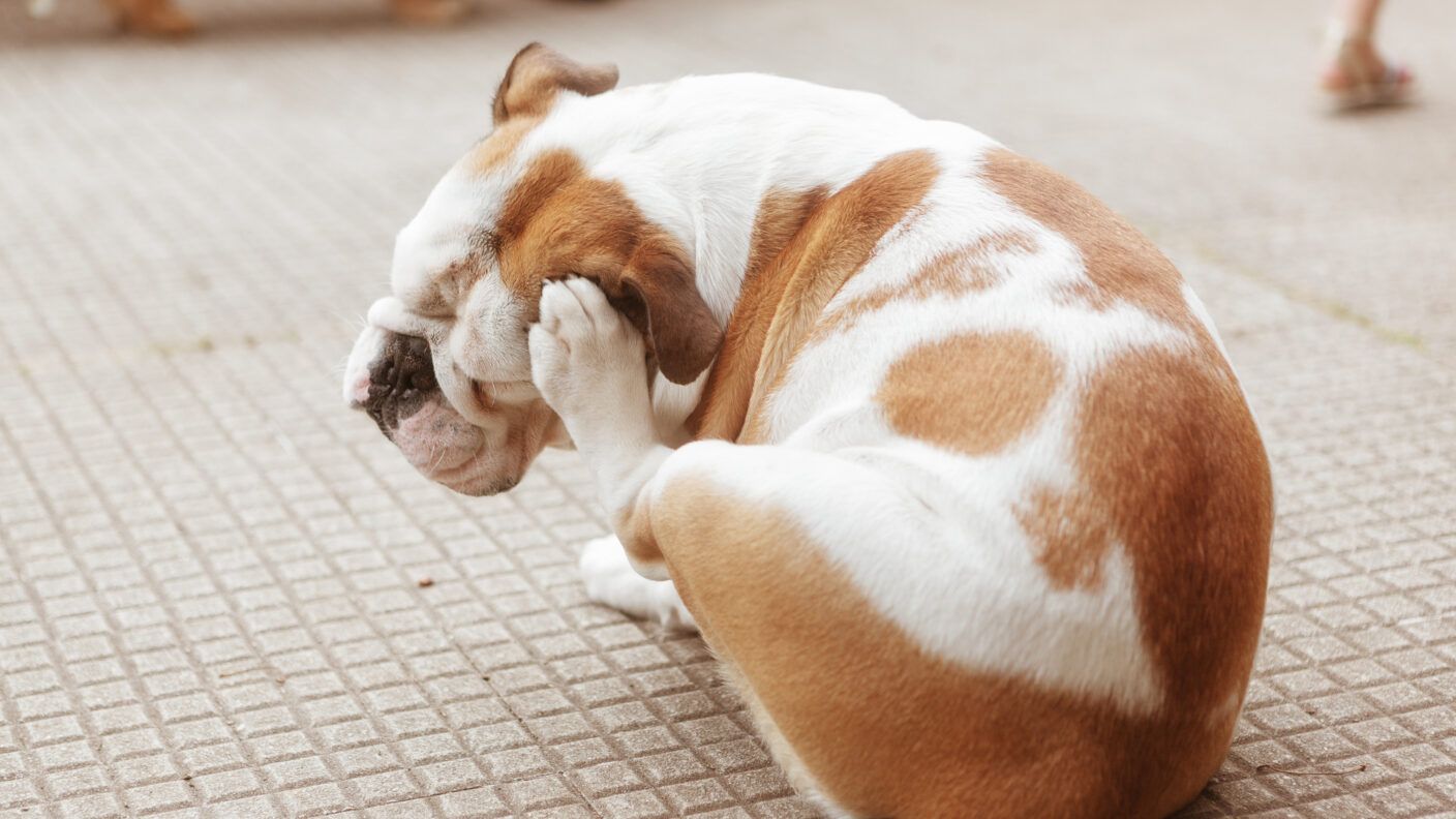 Flea Prevention