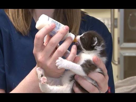 Hand‑rearing Kittens