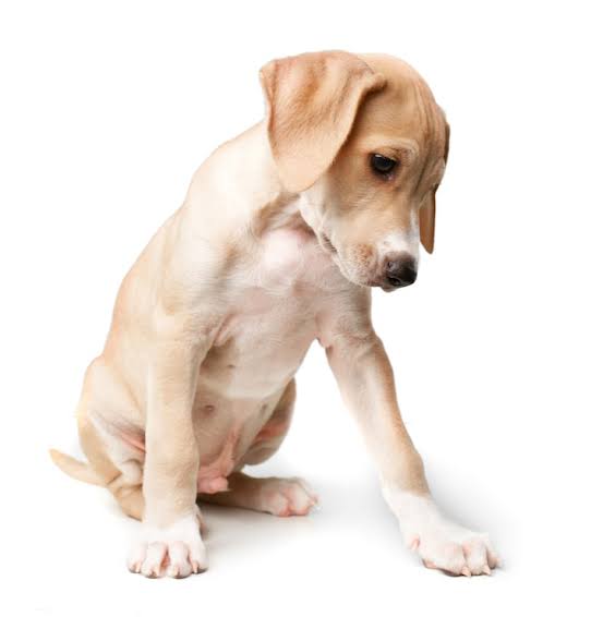 Signs Your Pet Might Be in Pain